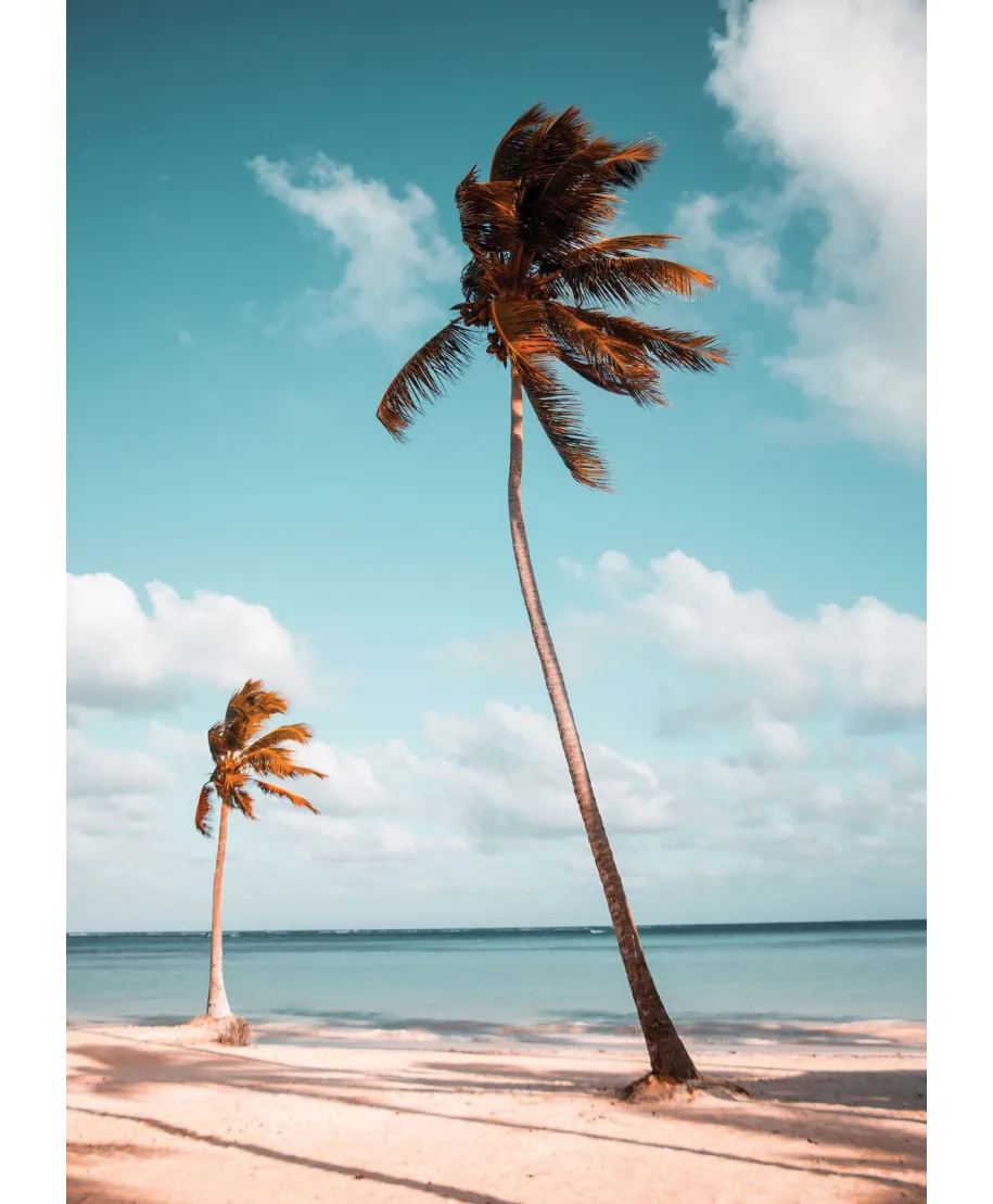 Palmy na plaży - plakat