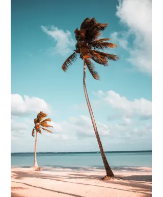 Palmy na plaży - plakat