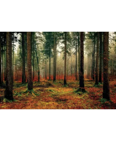 Zamglony Las - plakat