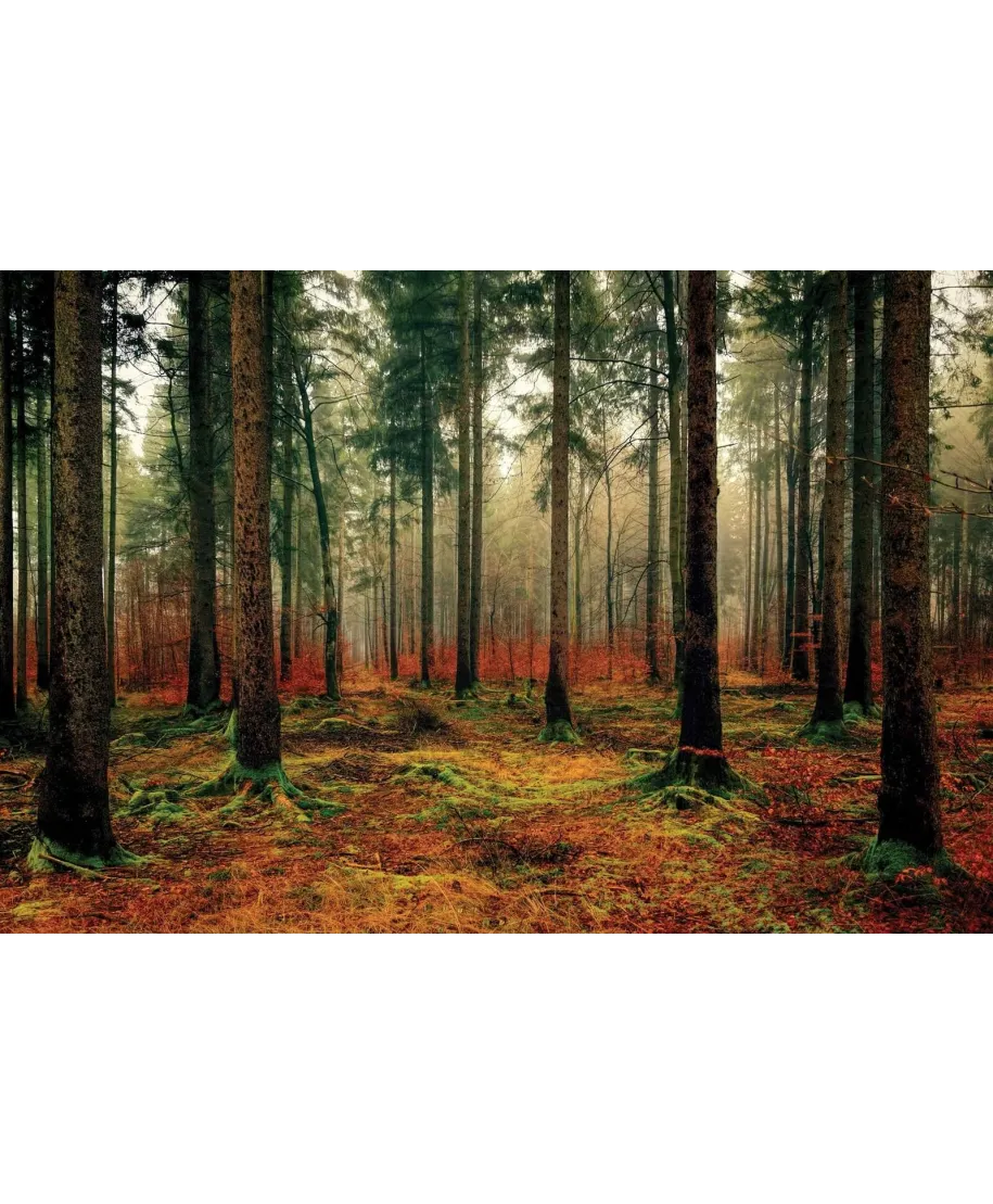 Zamglony Las - plakat