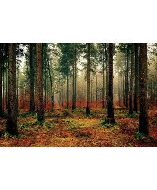 Zamglony Las - plakat