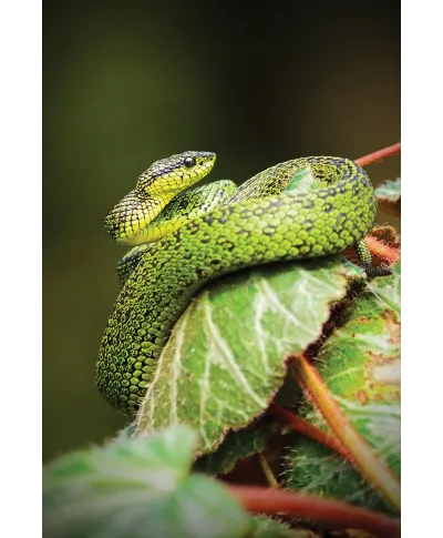 Zielony Wąż - plakat