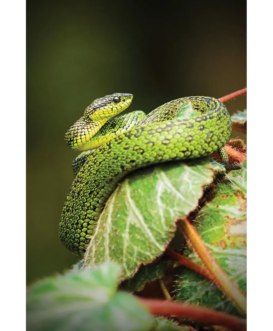 Zielony Wąż - plakat