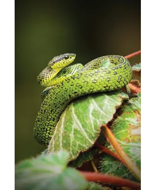 Zielony Wąż - plakat