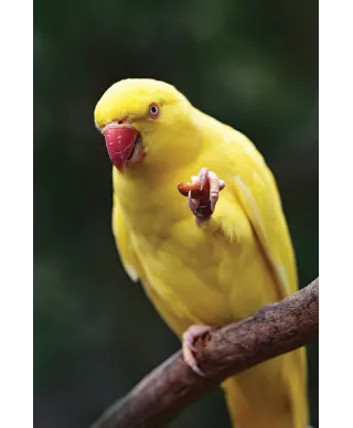 Żółta Papuga - plakat