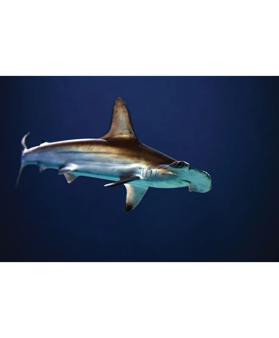 Głowomłot - plakat