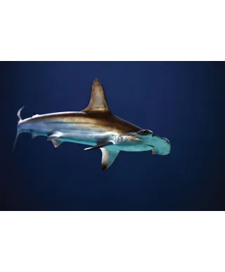 Głowomłot - plakat