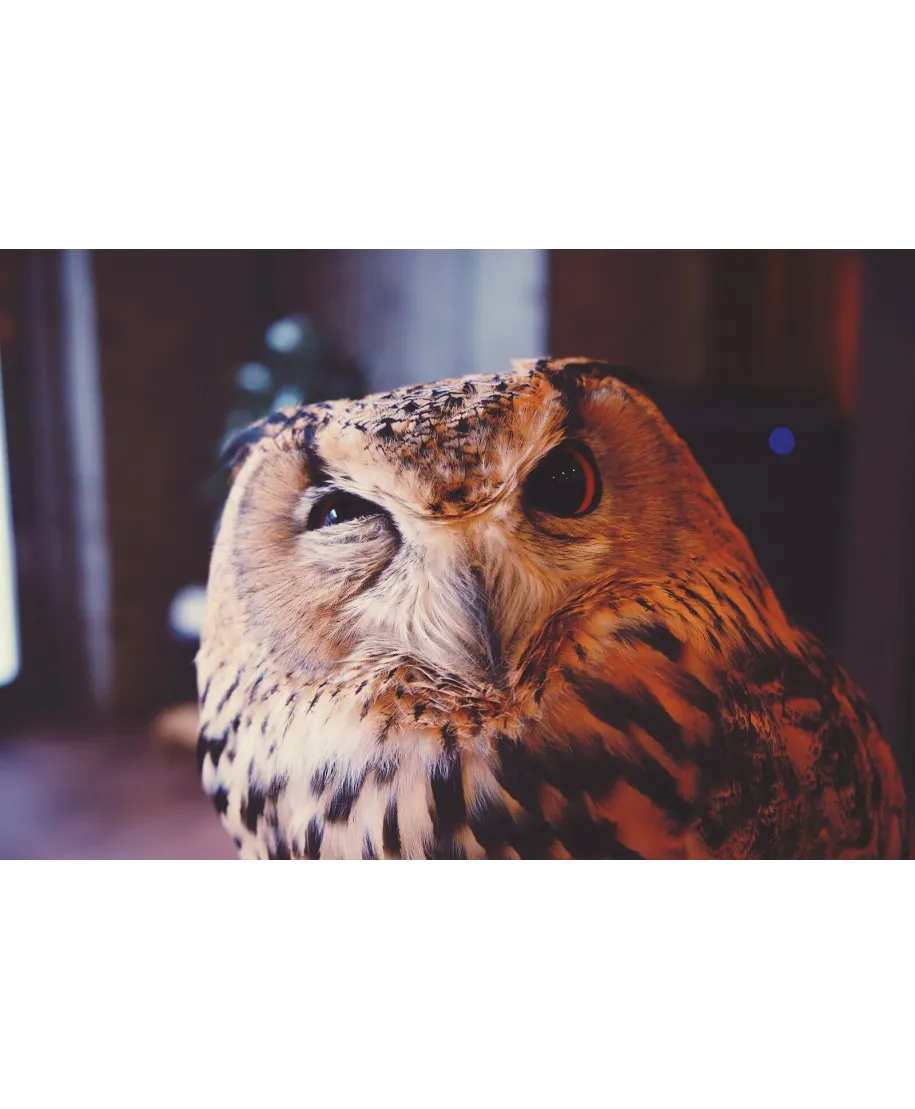 Wścibska sowa - plakat