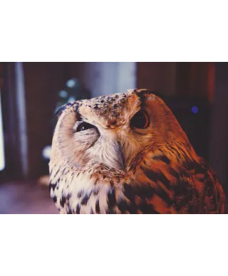 Wścibska sowa - plakat