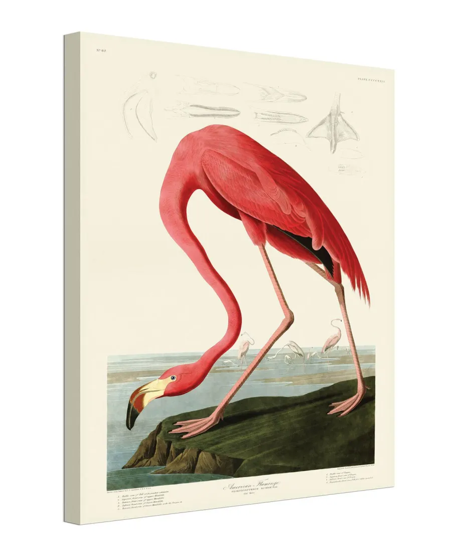 American Flamingo - obraz na płótnie