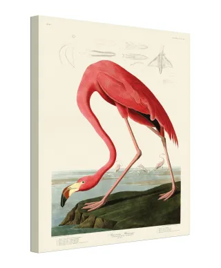 American Flamingo - obraz na płótnie