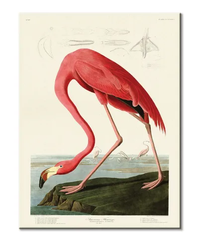American Flamingo - obraz na płótnie
