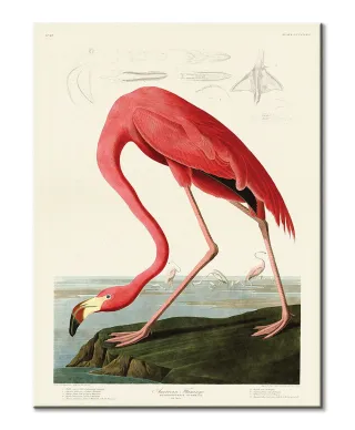 American Flamingo - obraz na płótnie