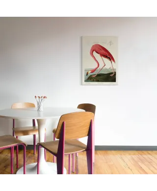 American Flamingo - obraz na płótnie