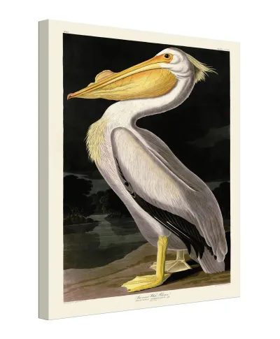 American White Pelican - obraz na płótnie