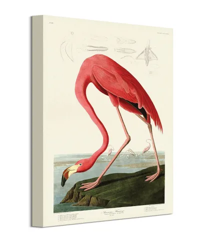American Flamingo - obraz na płótnie