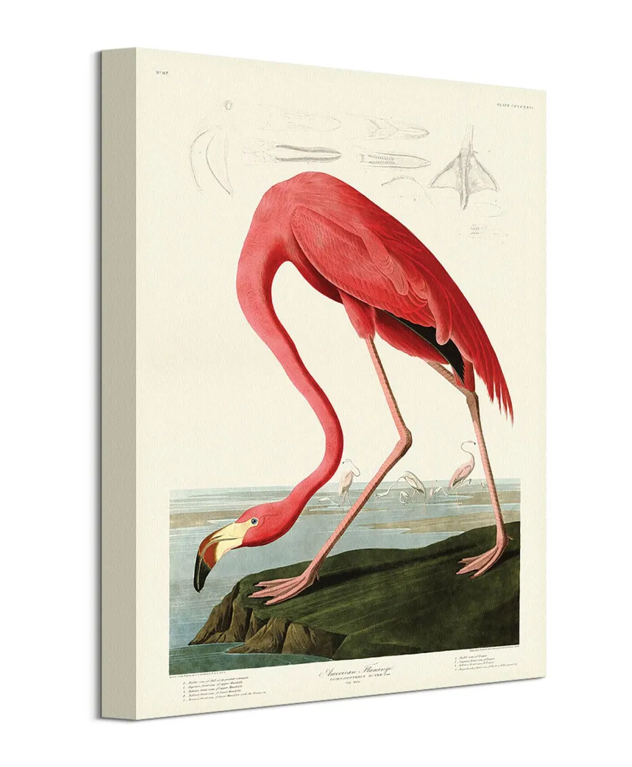 American Flamingo - obraz na płótnie