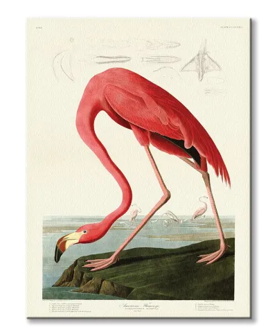 American Flamingo - obraz na płótnie