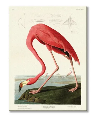 American Flamingo - obraz na płótnie