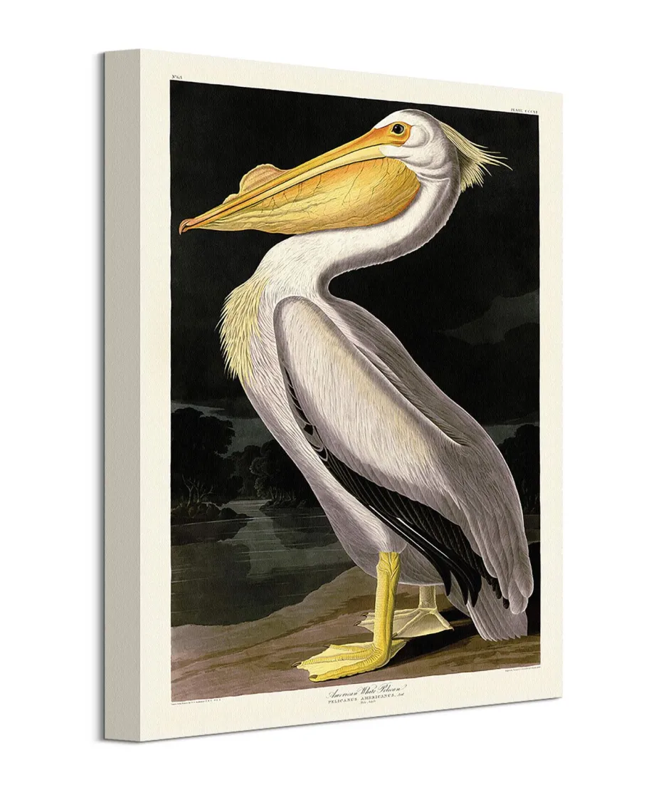 American White Pelican - obraz na płótnie