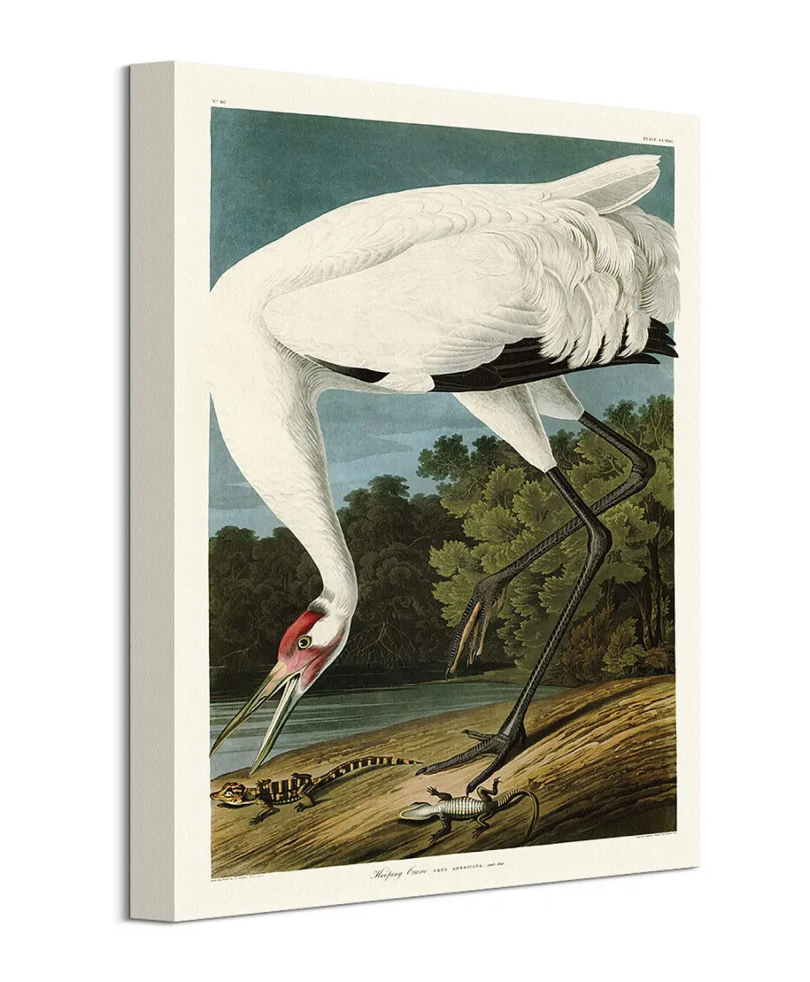 Hooping Crane - obraz na płótnie