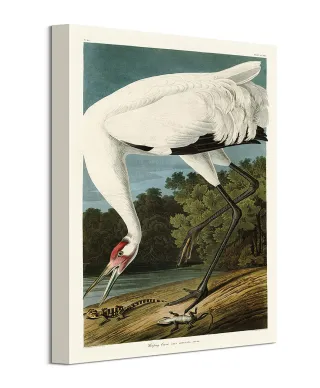 Hooping Crane - obraz na płótnie