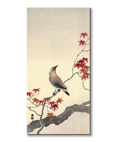 Japanese Waxwing on Maple - obraz na płótnie