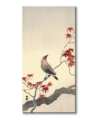 Japanese Waxwing on Maple - obraz na płótnie