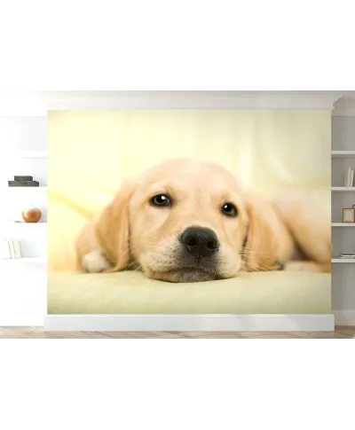 Fototapeta do sypialni - Golden retriever, szczeniak -  254x183 cm