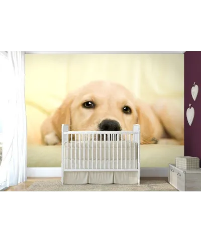 Fototapeta do sypialni - Golden retriever, szczeniak -  254x183 cm