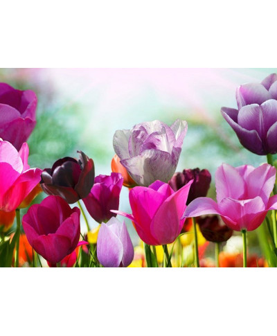 Fototapeta - Piękne wiosenne kwiaty - 254x183 cm