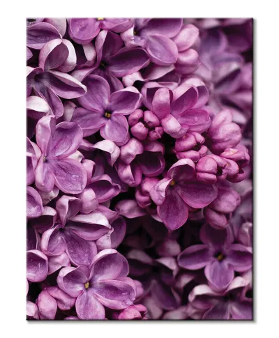 Kwiaty Bzu - Obraz na płótnie