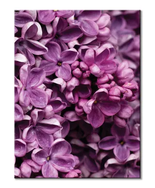 Kwiaty Bzu - Obraz na płótnie