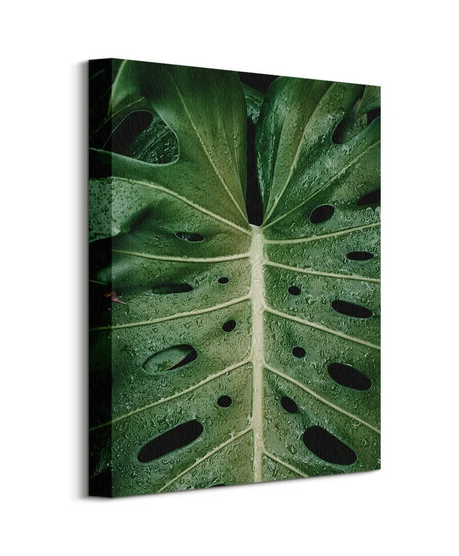 Monstera - Obraz na płótnie