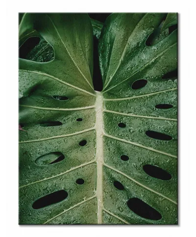 Monstera - Obraz na płótnie