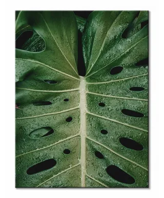 Monstera - Obraz na płótnie