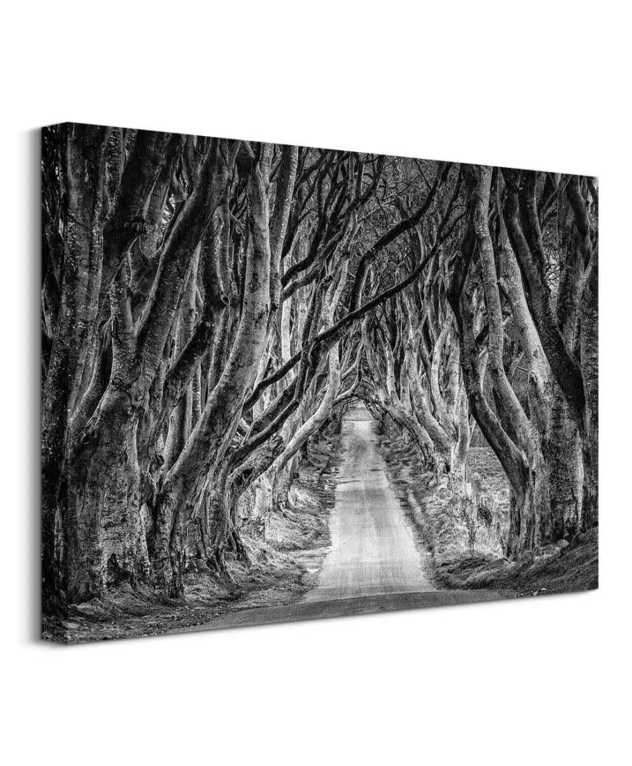 Droga przez las - Obraz na płótnie