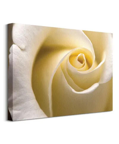 Kremowa Róża - Obraz na płótnie