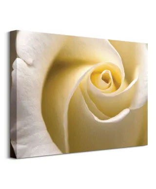 Kremowa Róża - Obraz na płótnie