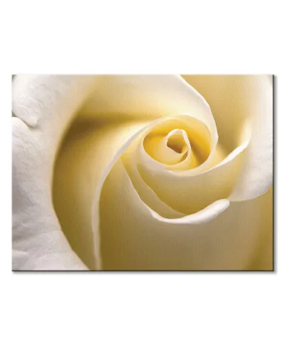 Kremowa Róża - Obraz na płótnie