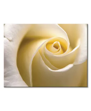 Kremowa Róża - Obraz na płótnie