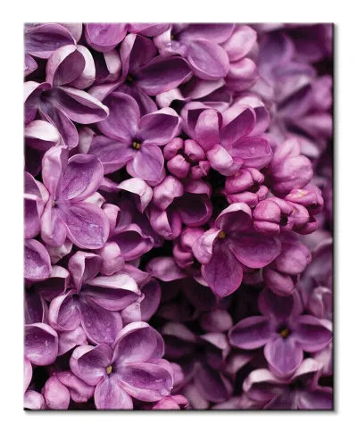 Kwiaty Bzu - obraz na płótnie