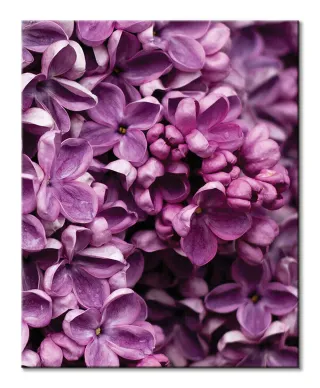 Kwiaty Bzu - obraz na płótnie