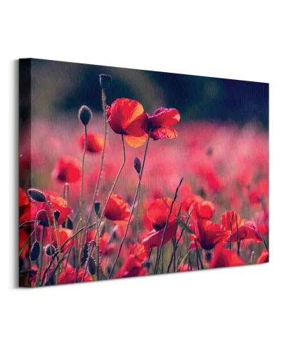 Maki na łące - obraz na płótnie