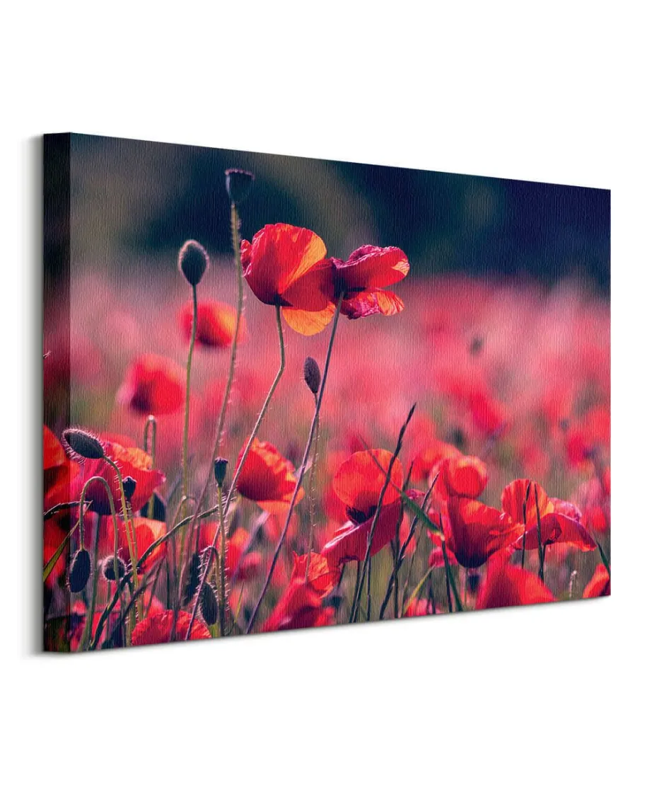 Maki na łące - obraz na płótnie