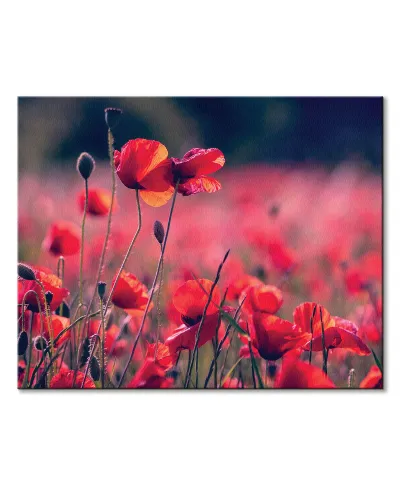 Maki na łące - obraz na płótnie