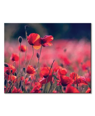 Maki na łące - obraz na płótnie