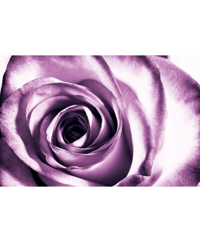 Fototapeta - Purpurowa róża - 175x115 cm
