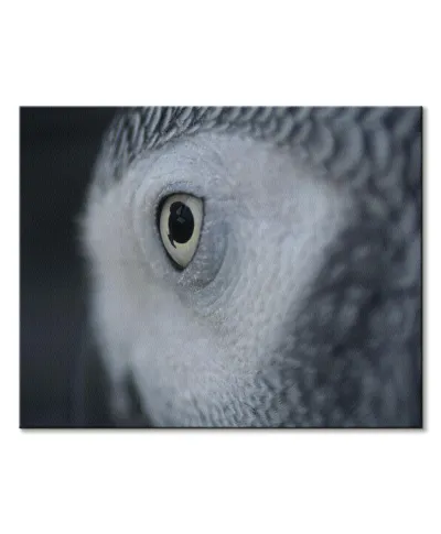 Oko Sowy - obraz na płótnie