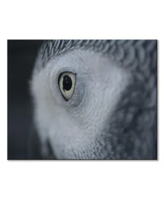 Oko Sowy - obraz na płótnie